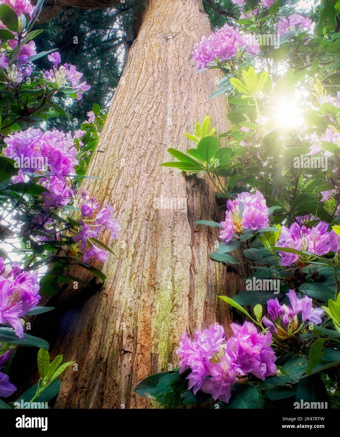 Rododendri e cedro. Molle di cristallo Rhododendron Garden. Portland, Oregon Foto Stock