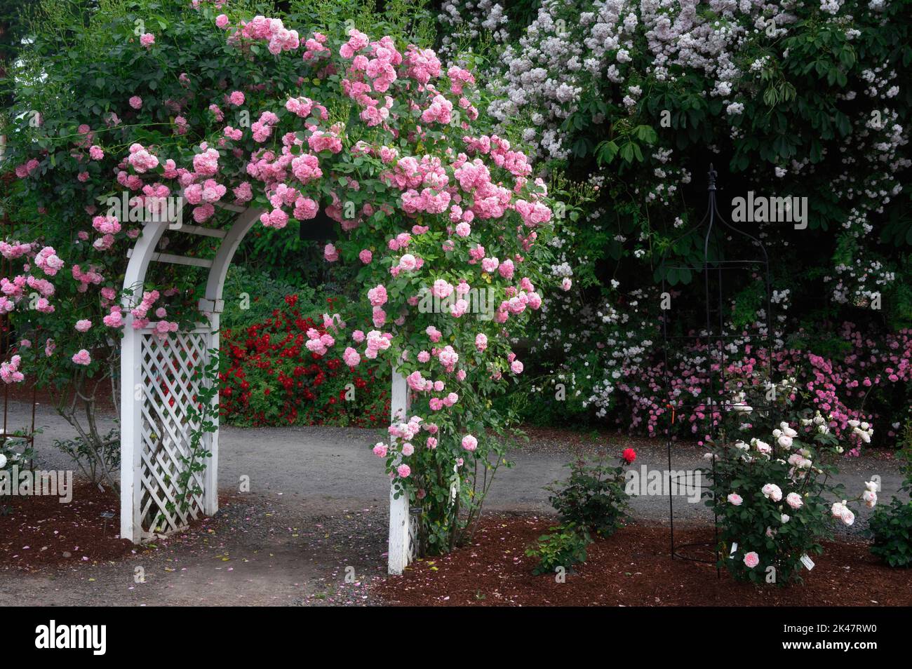 Arbor di rosa con Lassie di lavanda. Heirloom Gardens, Oregon Foto Stock