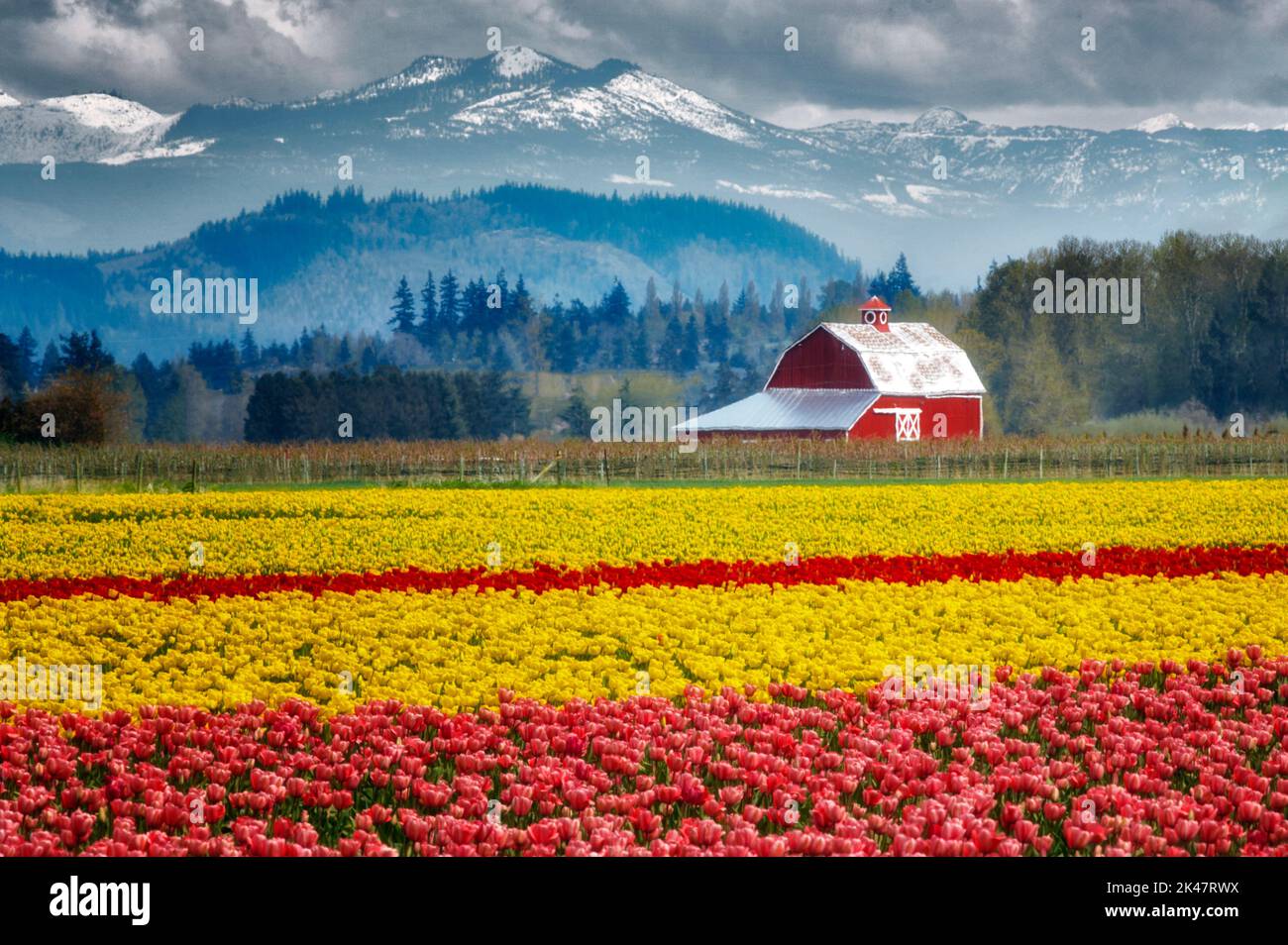 Campi di tulipani e fienile. Tulip Town. Mt. Vernon. Washington Foto Stock