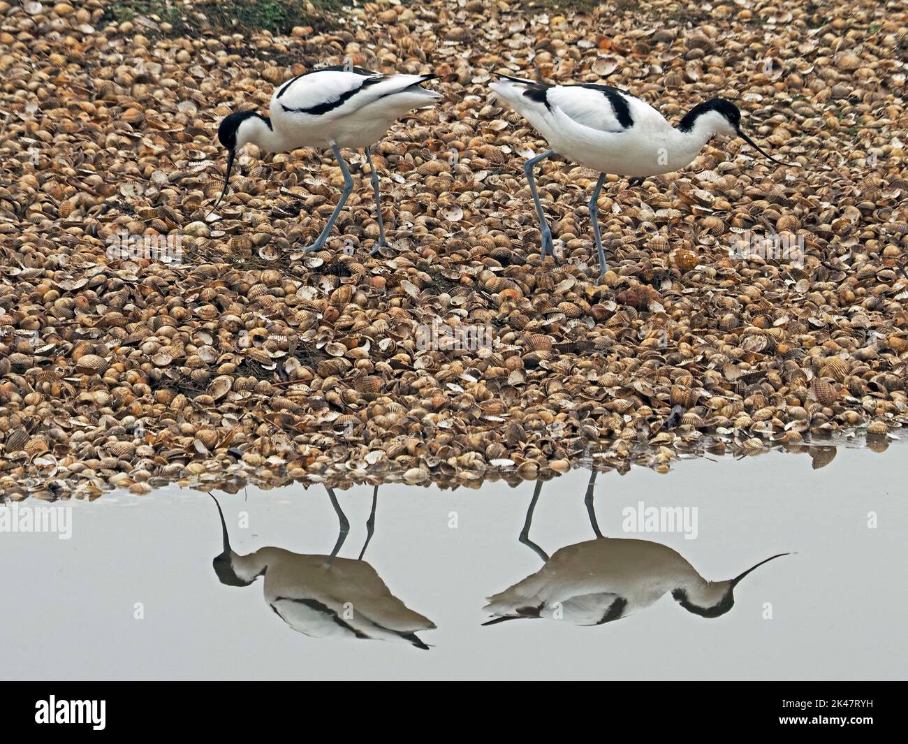 Coppia di Avocets o Avocets pied (Recurvirostra avosetta) con becco ricurvo riflesso nella laguna di acqua naturale - Leighton Moss RSPB Reserve, Inghilterra, Regno Unito Foto Stock