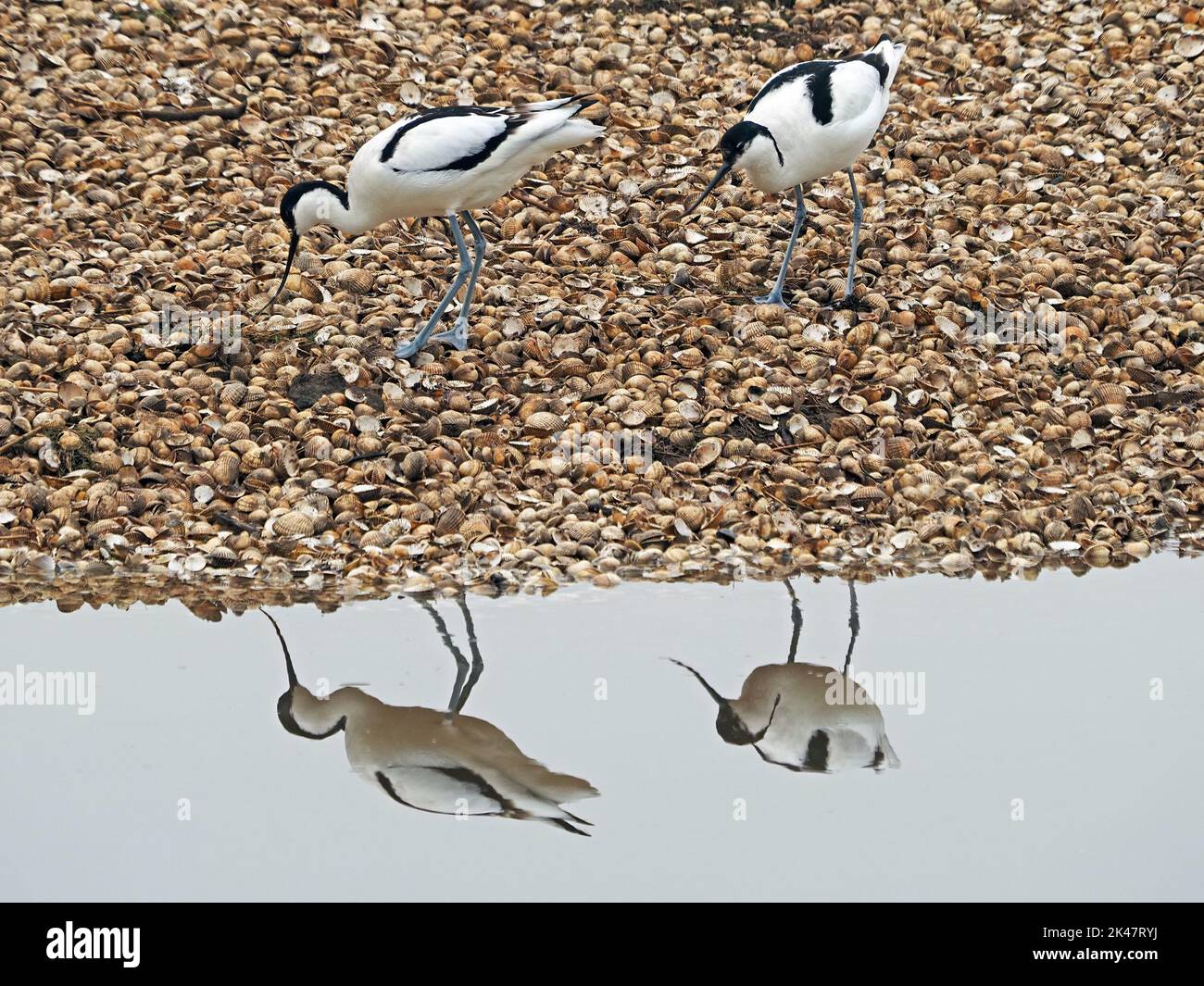 Coppia di Avocets o Avocets pied (Recurvirostra avosetta) con becco ricurvo riflesso nella laguna di acqua naturale - Leighton Moss RSPB Reserve, Inghilterra, Regno Unito Foto Stock