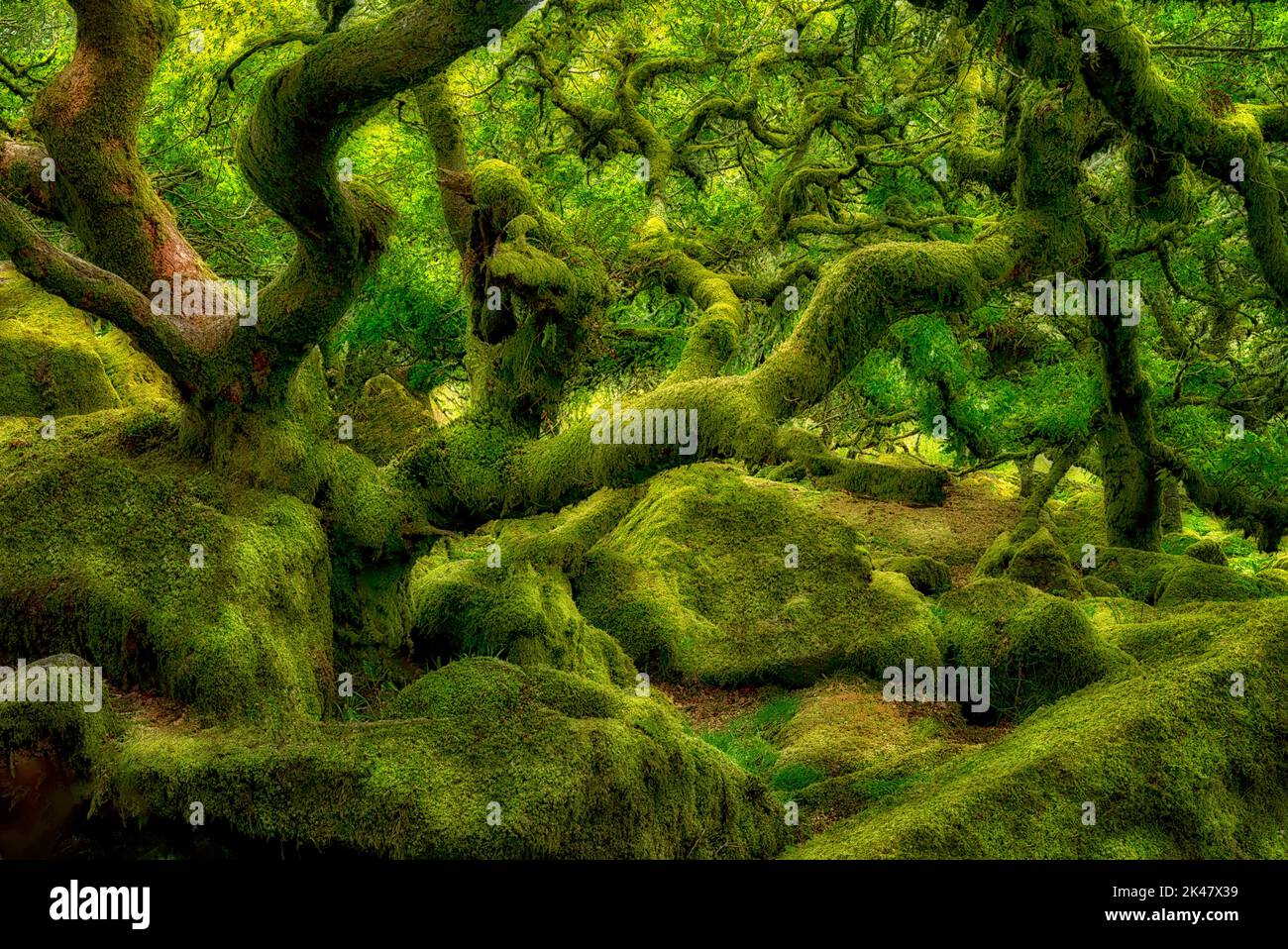 Coperte di muschio alberi di quercia in Wistman il legno. La contea del Devon. Parco Nazionale di Dartmoor, Inghilterra Foto Stock