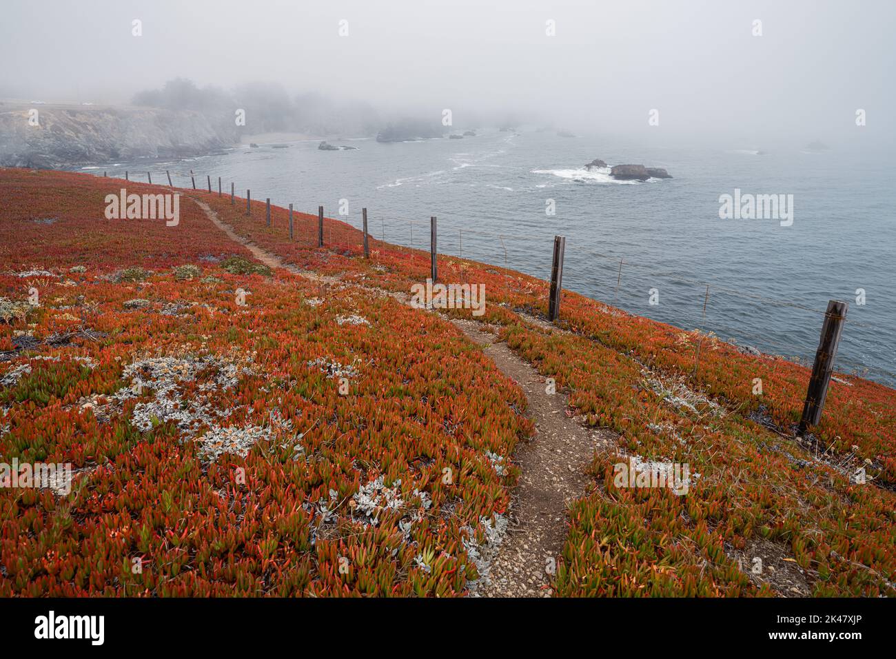 Piante di ghiaccio che crescono lungo la costa di Bodega Bay in un giorno d'estate misteriosa, California Foto Stock