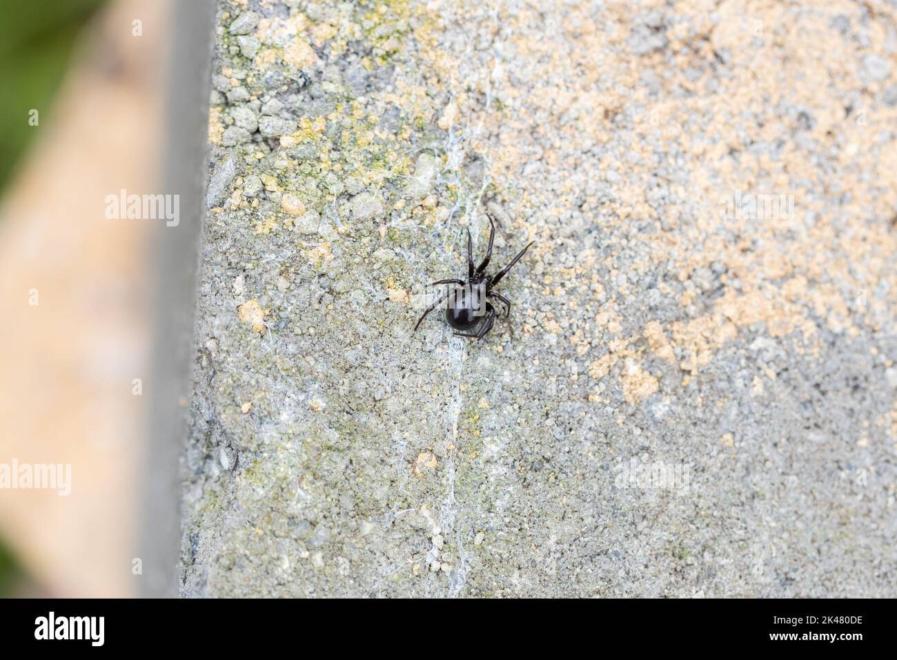 Una femmina australiana falsa casa vedova nera ragno chiamato anche una casa ragno su un mattone fuori (Steatoda grossa) Foto Stock