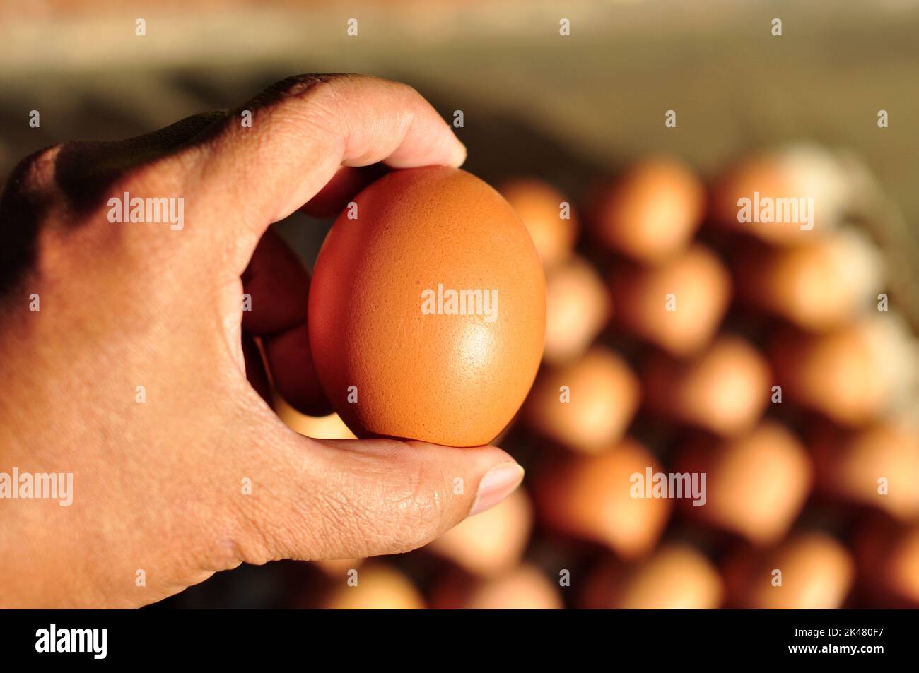 uovo fresco sulla mano sfocare sfondo luce solare Foto Stock