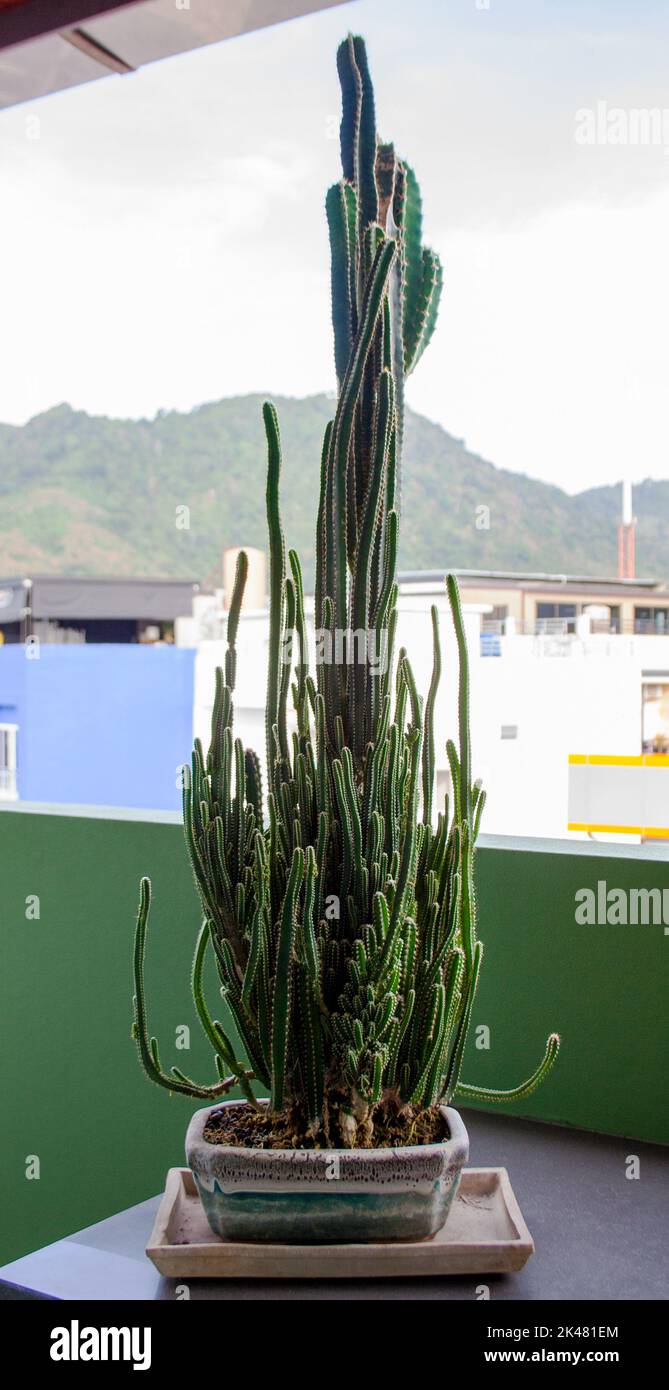 Pianta di cactus grande sul tavolo del patio con silhouette delle montagne sullo sfondo Foto Stock