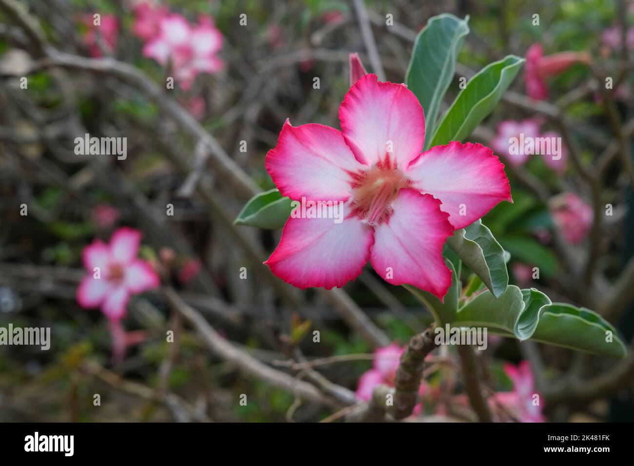 Adenium obesum, fiori di rosa del deserto sull'arbusto Foto Stock