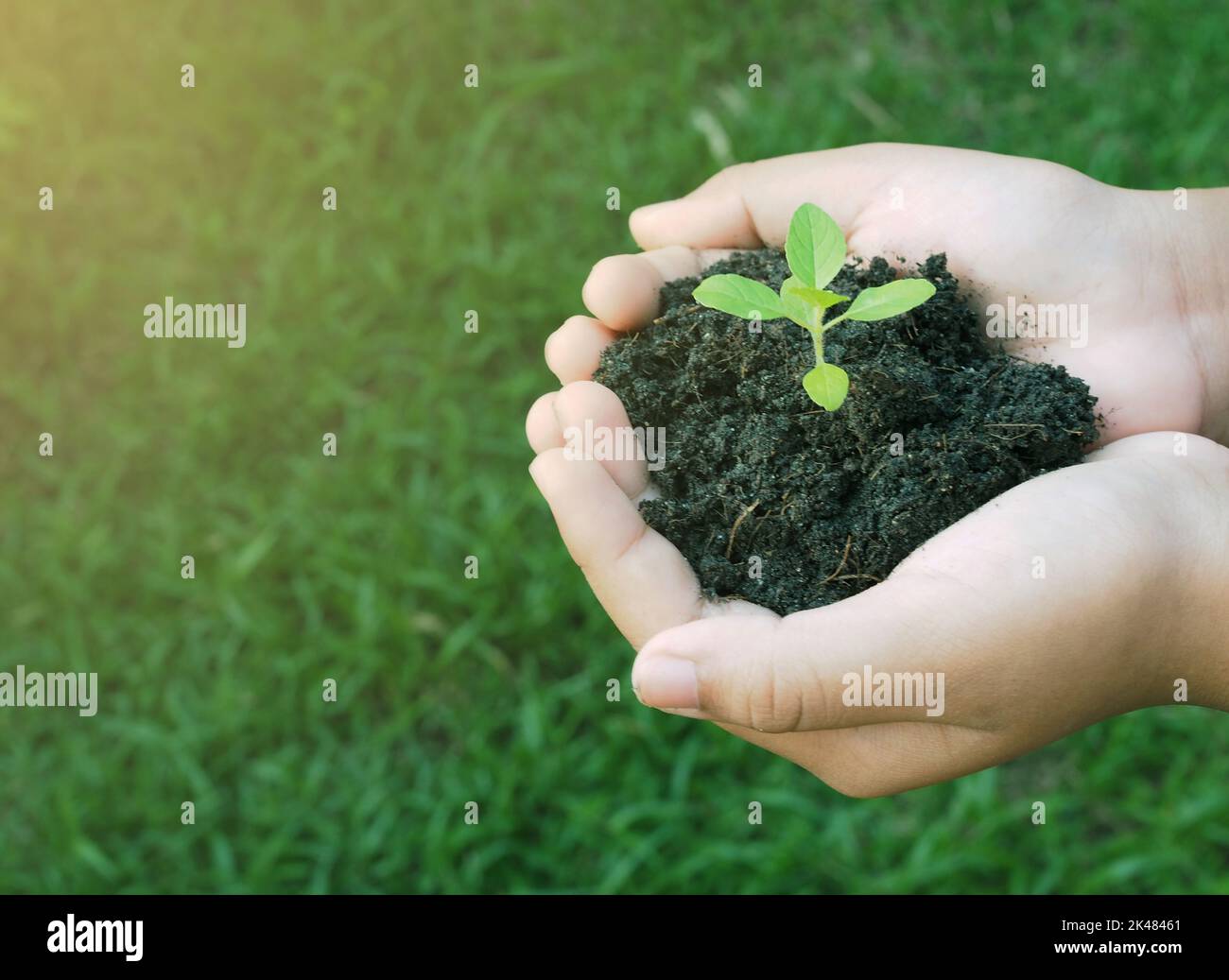 La mano umana tiene il piccolo albero che cresce nel suolo Foto Stock