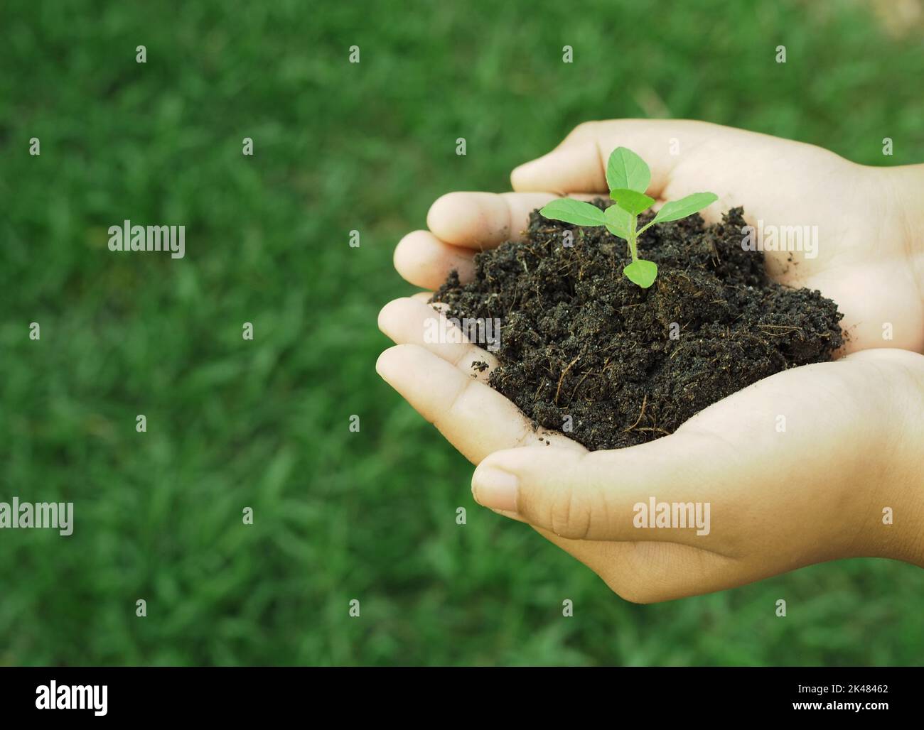 La mano umana tiene il piccolo albero che cresce nel suolo Foto Stock
