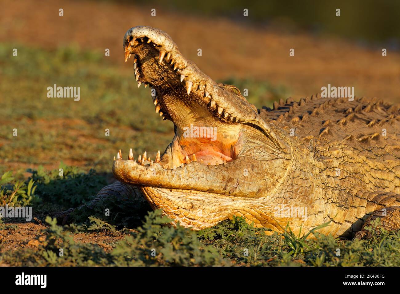 Ritratto di un grande coccodrillo del Nilo (Crocodylus niloticus) con mascelle aperte, Parco Nazionale Kruger, Sud Africa Foto Stock