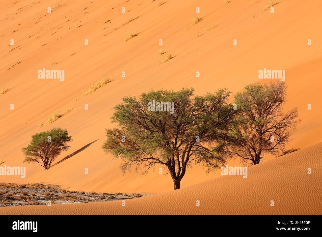 Rosso grande duna di sabbia con Thorn trees, Sossusvlei, Namib Desert, Namibia Foto Stock