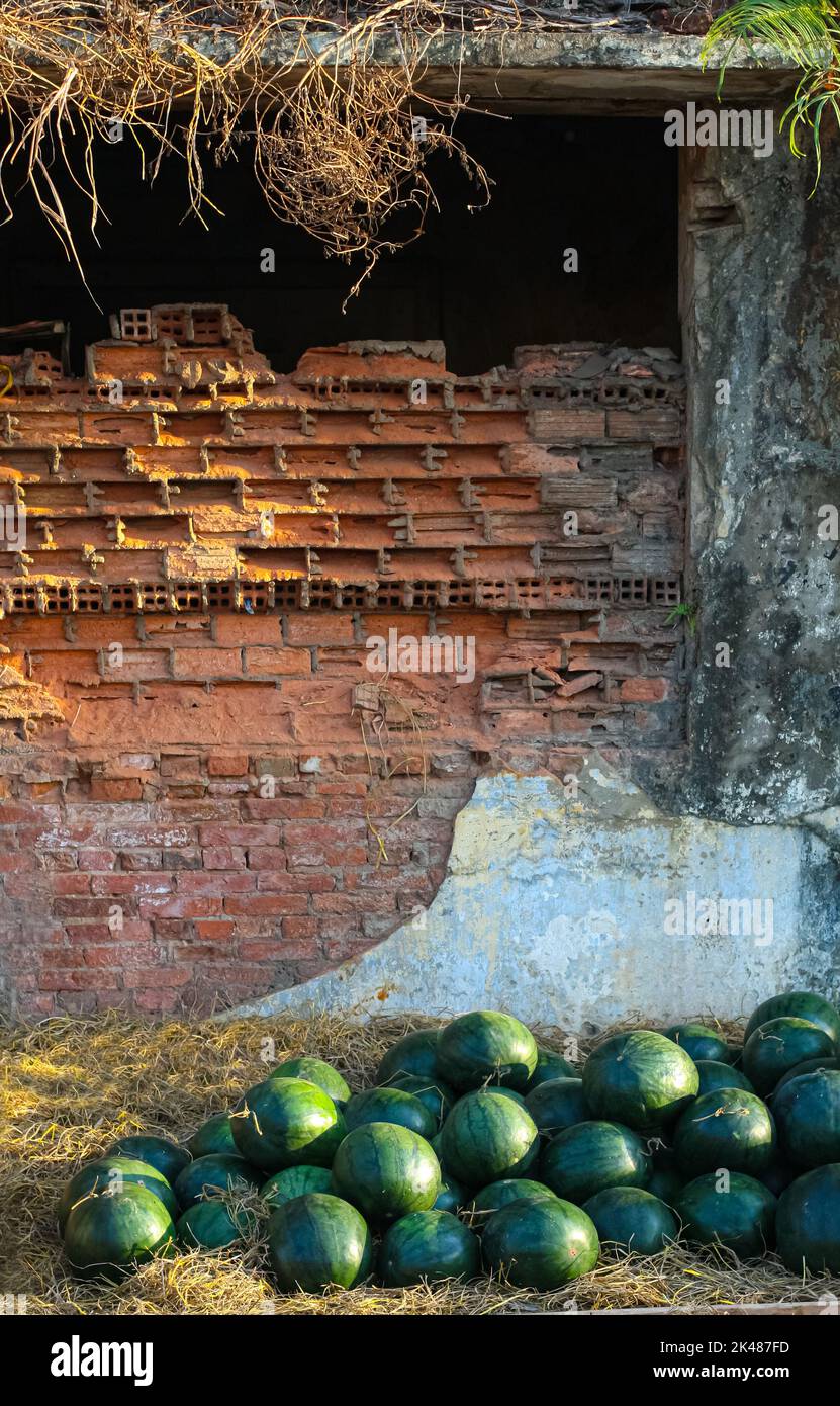 cocomero al pomeriggio il giorno del nuovo anno lunare Foto Stock