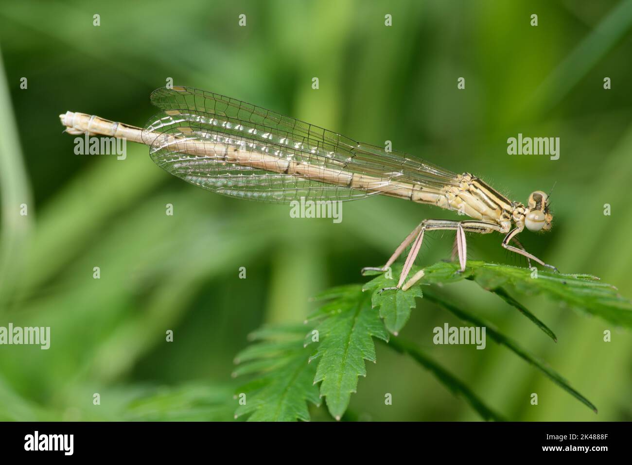 Piccola libellula a flusso lento Damselfly a zampe bianche o gamba di piume blu (pennipes Platycnemis) su una foglia Foto Stock