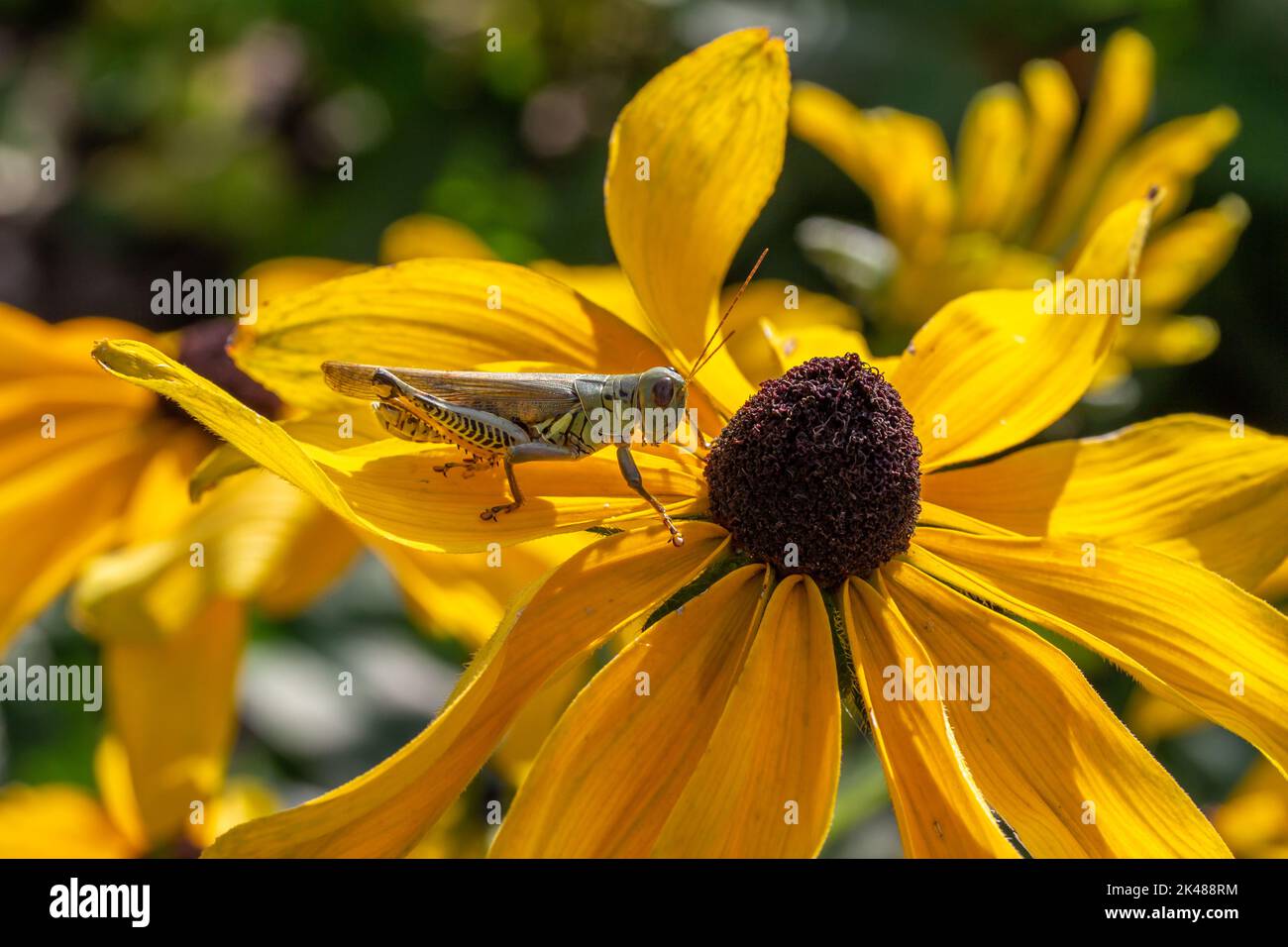 Macro vista di un cavalletta differenziale arroccato su un fiore di suano con gli occhi marroni, con sfondo sfocato Foto Stock