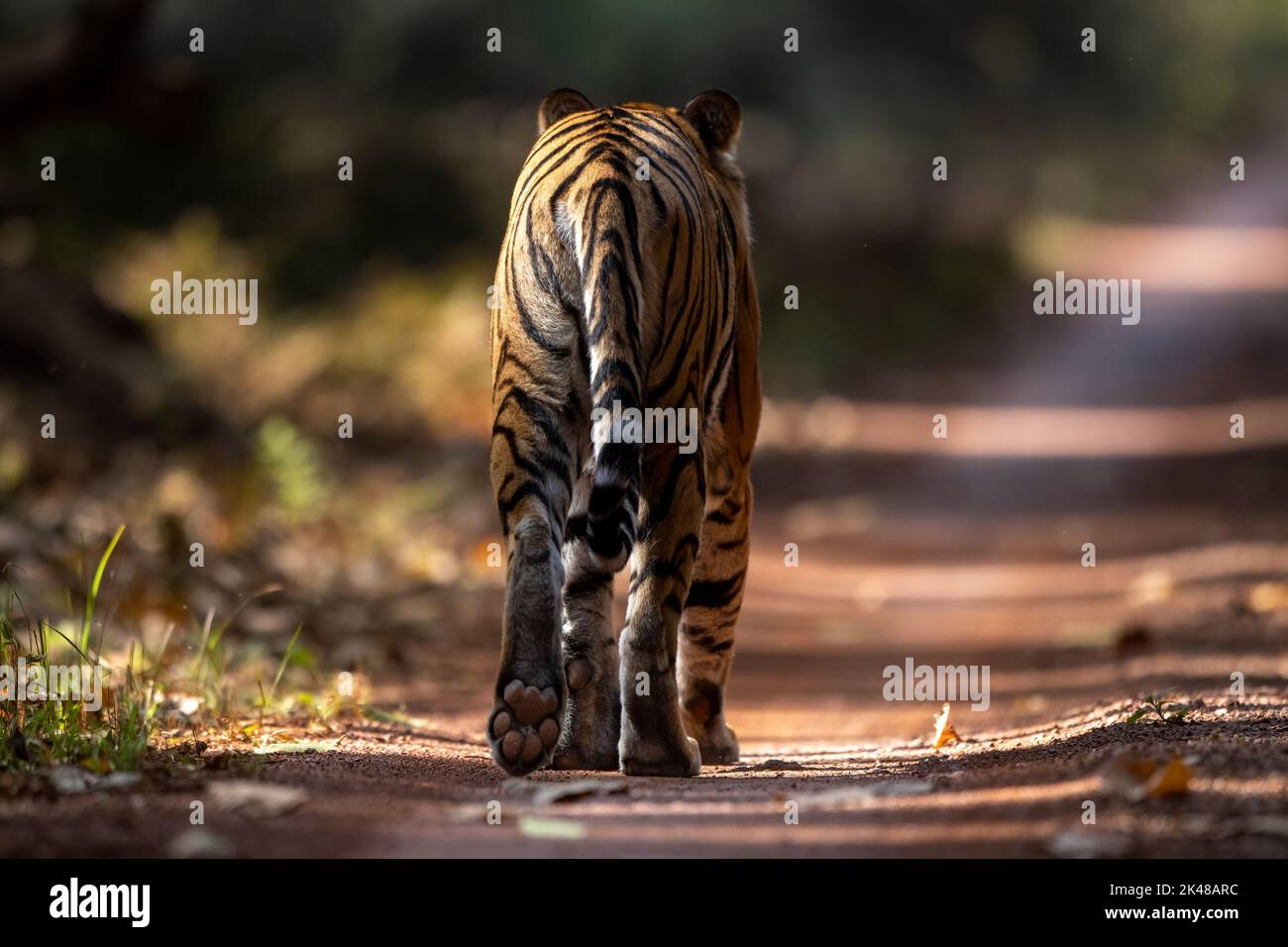 Una giovane tigre cammina via sul sentiero safari al Parco Nazionale di Dudhwa Foto Stock