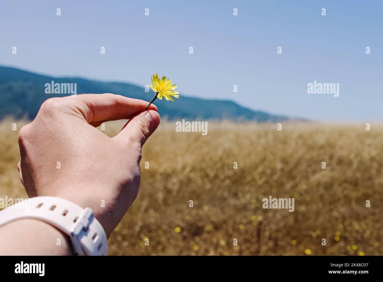 Mano di donna che tiene un piccolo fiore giallo sul prato estivo Foto Stock