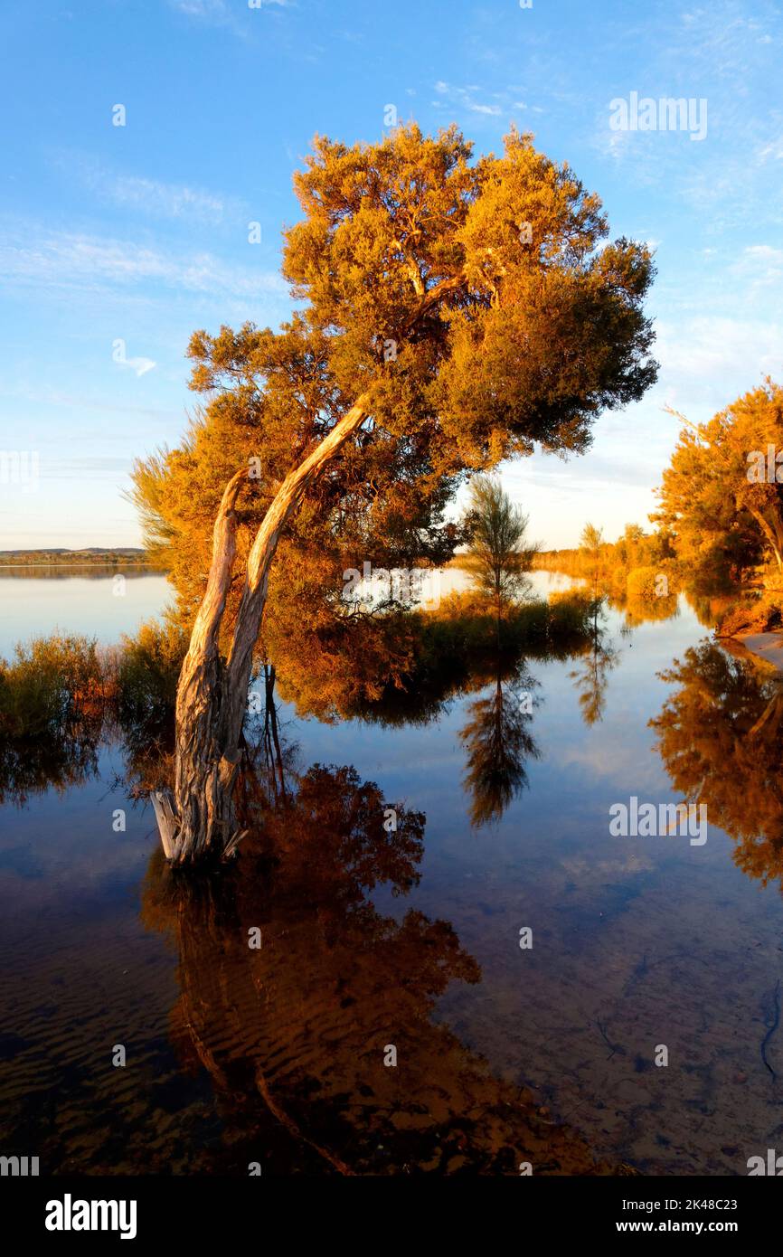 Lago Ninan sale lago al tramonto, Wongan Hills, Australia Occidentale Foto Stock
