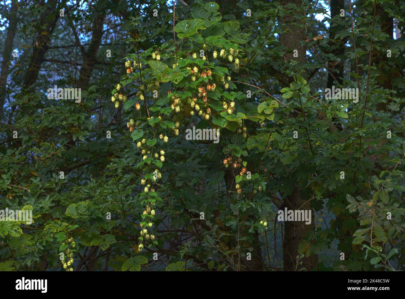 Wilder Hopfen am Waldrand Foto Stock