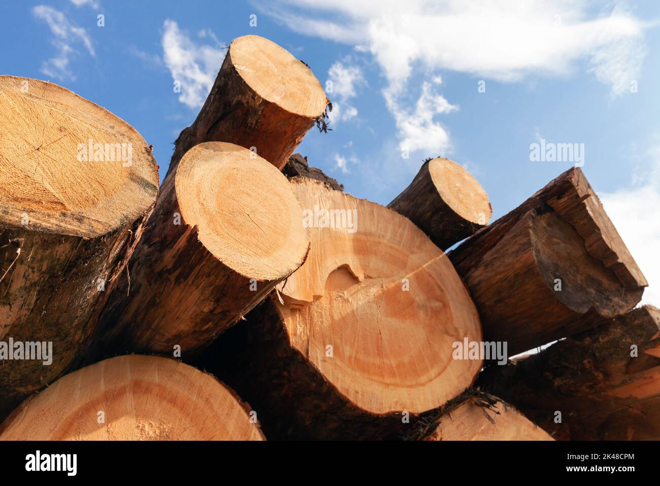 Tronchi di pino siberiano impilati sono sotto il cielo blu in una giornata di sole Foto Stock