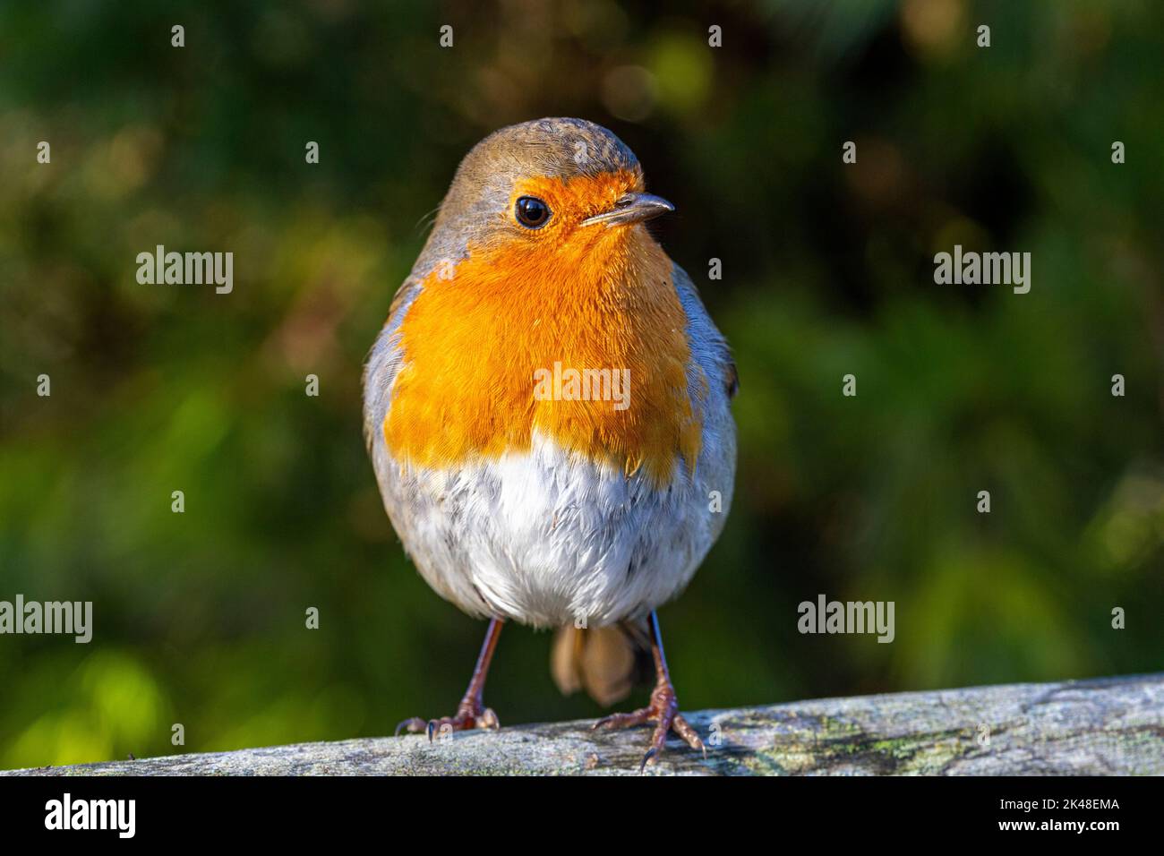 Primo piano dettaglio di un inquisitivo Robin (Erithacus rubecula) su un banco di legno in inverno: Grande Torrington, Devon, Inghilterra. Foto Stock Primo piano dettaglio di un inquisitivo Robin (Erithacus rubecula) su un banco di legno in inverno: Grande Torrington, Devon, Inghilterra. Foto Stock