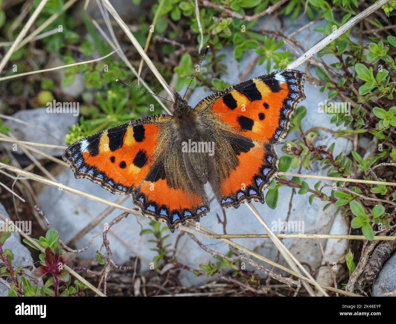 Farfalla singola adulto - la tartaruga della gamba nera (Nymphalis polychloros) sul Monte Mokra Gora vicino a Tutin nella Serbia sud-occidentale Foto Stock