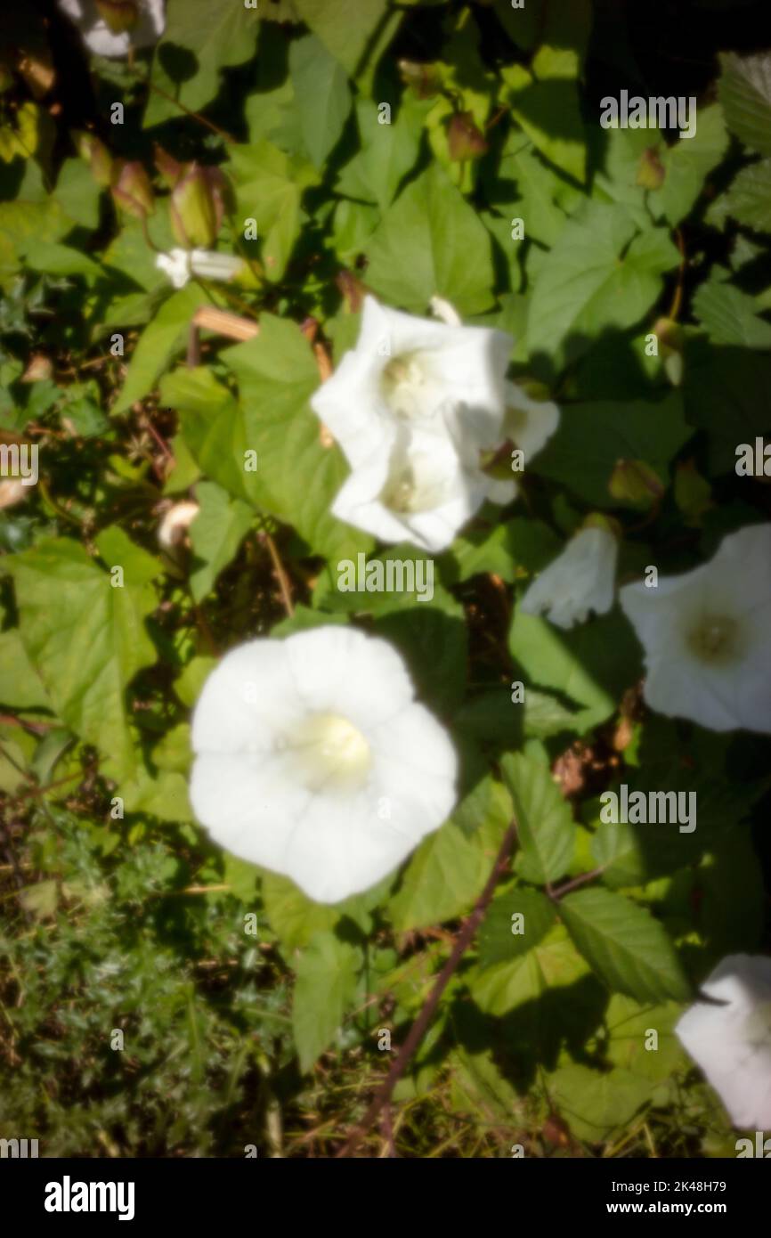 Primo piano fiore ritratto di Convolvulus arvensis, campo indweed, indweed. Sfida all'età, digitale, premium, accattivante, spiccano, immagine pinhole Foto Stock