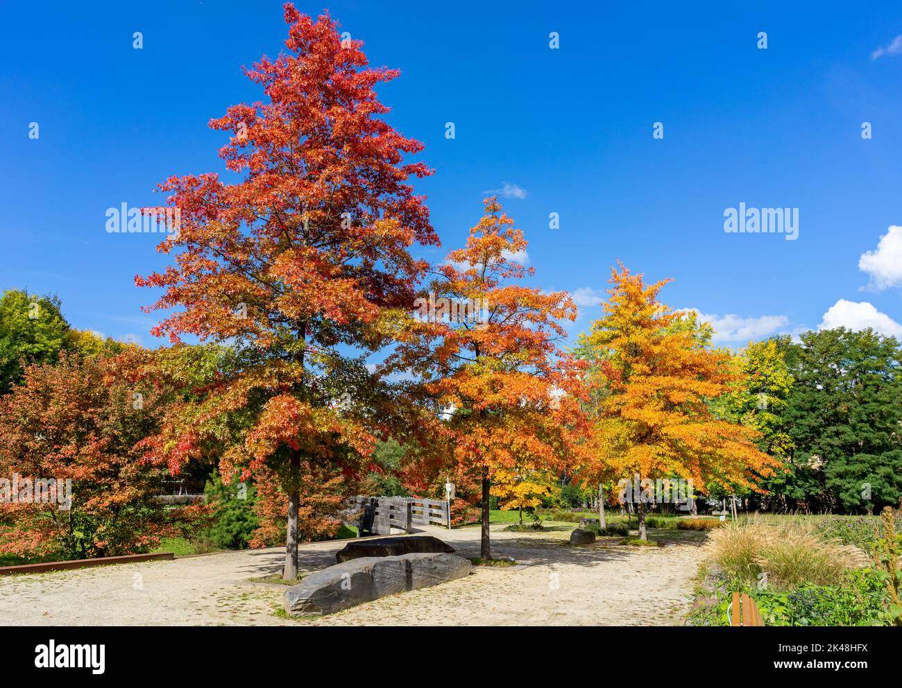 Colorato paesaggio autunnale nel parco Foto Stock