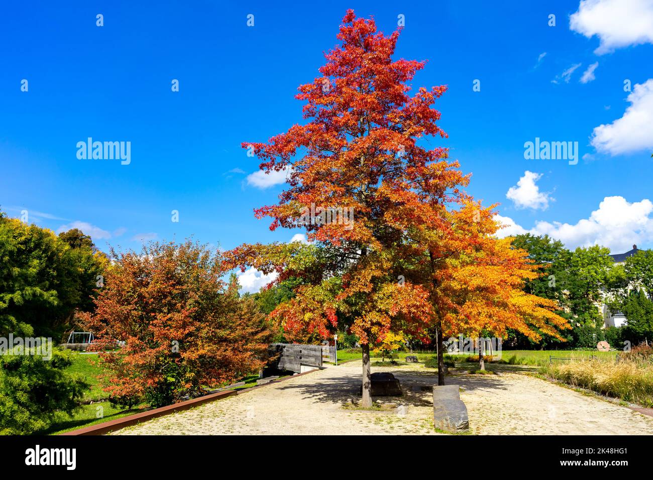 Colori colorati dell'autunno in un parco Foto Stock