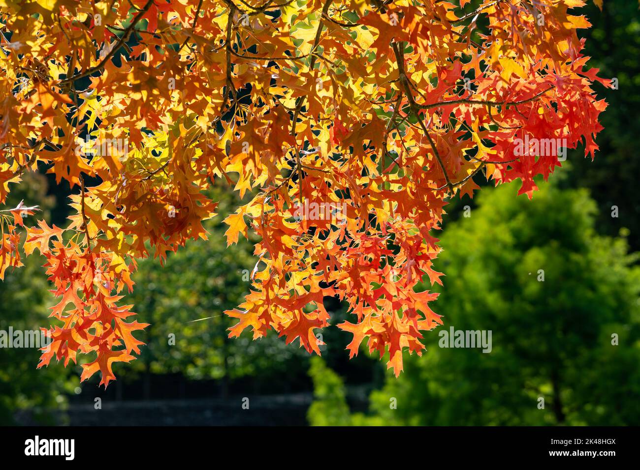Colori degli alberi autunnali Foto Stock