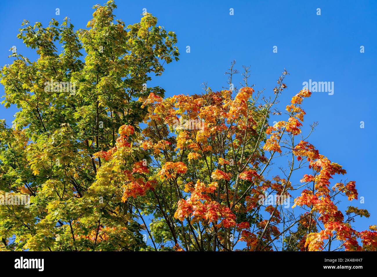 Albero contrasto di foglie autunnali Foto Stock