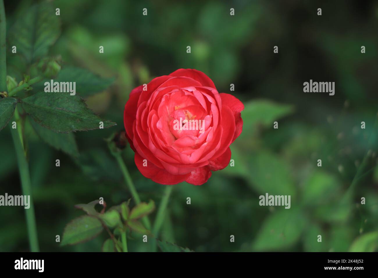 Bella rosa rossa in fiore Foto Stock