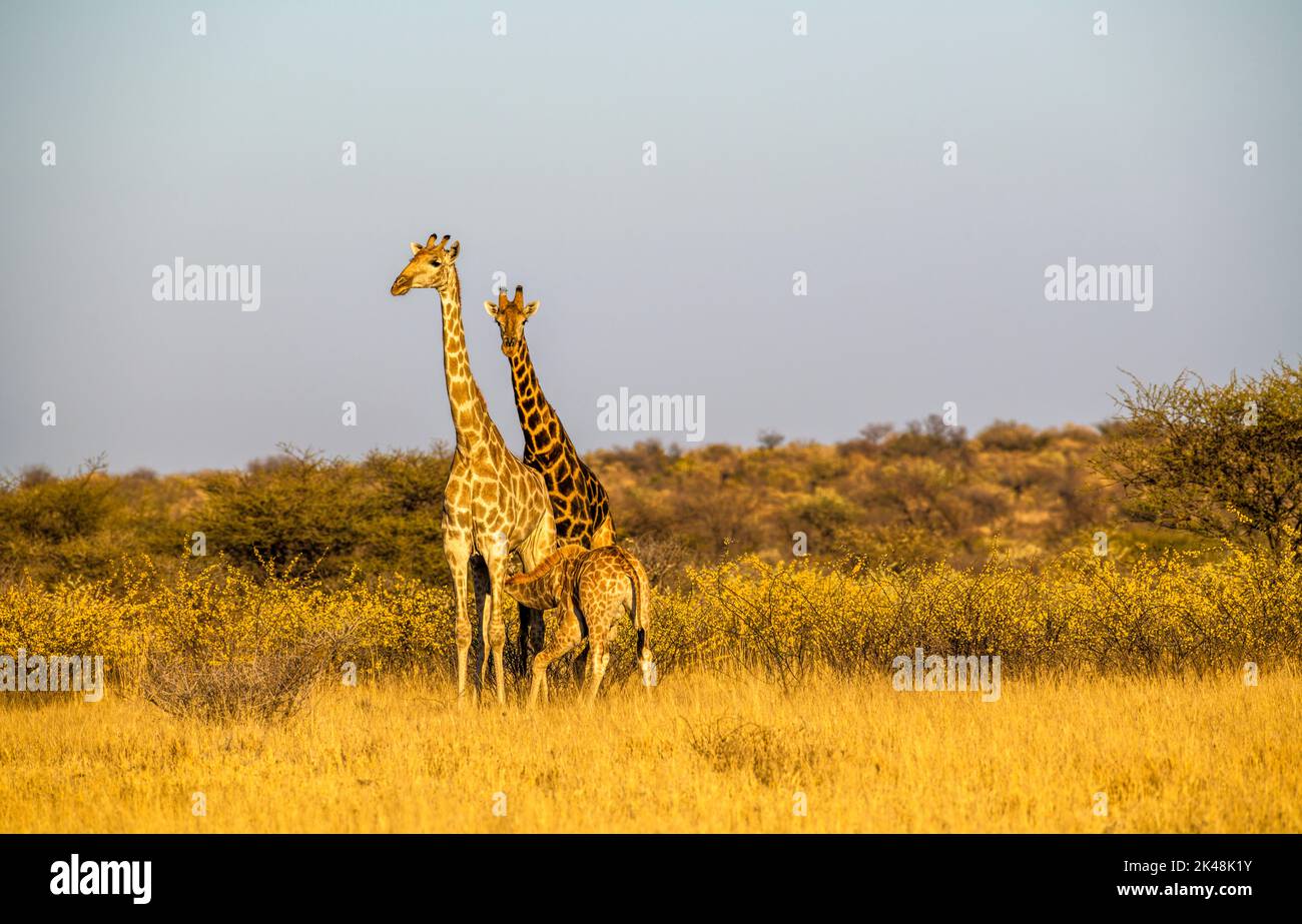 Giraffe in calda luce serale, Central Kalahari Game Reserve, Botswana Foto Stock