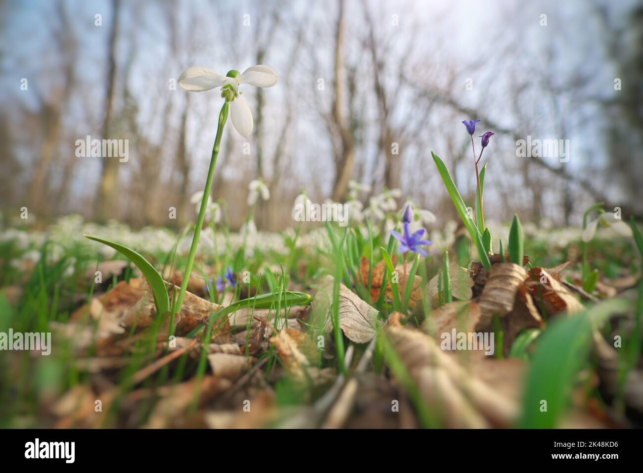 Snowdrop nella foresta. Composizione della natura primaverile. Primo fiore primaverile. Foto Stock