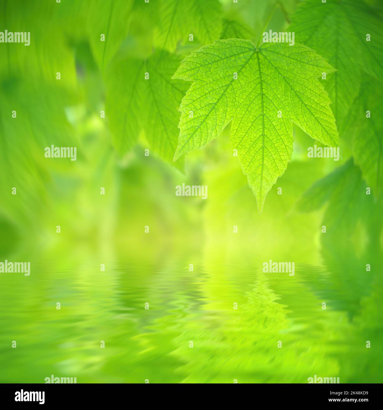 Balestra di acero. Bellissimo sfondo bokeh. E riflessione d'acqua. Composizione della natura. Foto Stock