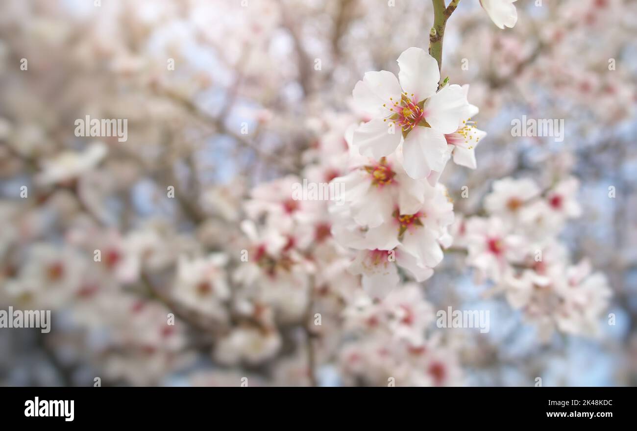 Ramo di fiore di mandorla primaverile. Albero bianco. Composizione della natura. Foto Stock