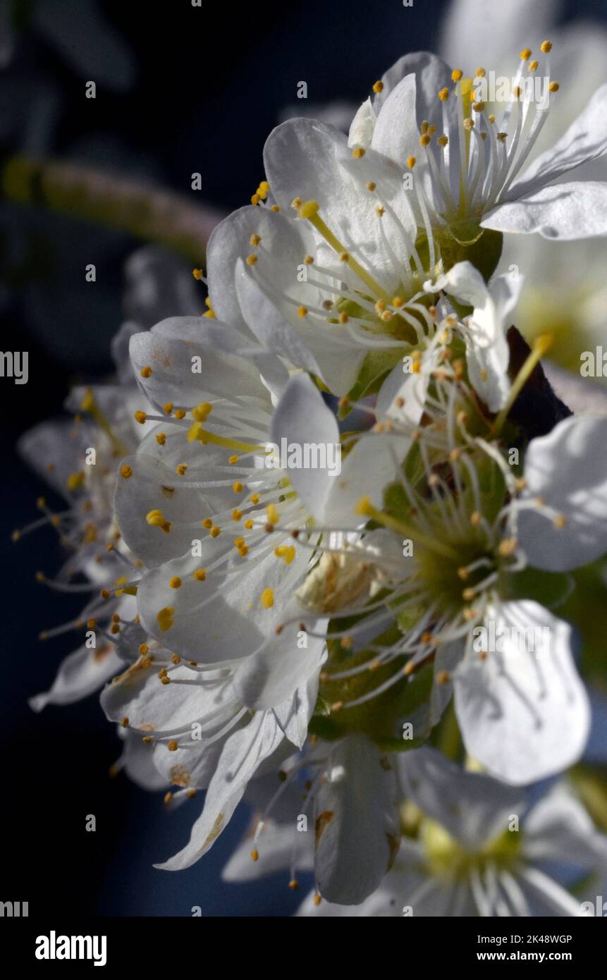 albero di damson fiorisce in primavera Foto Stock