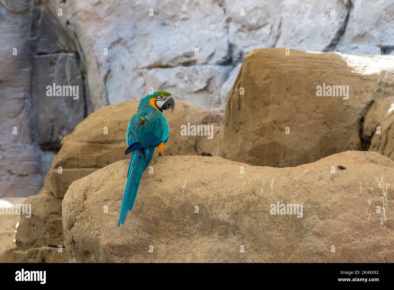 Una macaw blu e giallo (Ara ararauna), o una macaw blu e oro si erge sulla roccia. Foto Stock