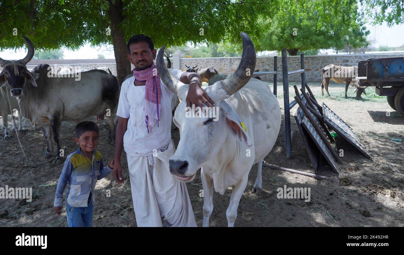 Bhinmal Rajasthan, India - 19 maggio 2017 : contadino del villaggio rurale indiano con la sua mucca e capretti nella sua fattoria Foto Stock