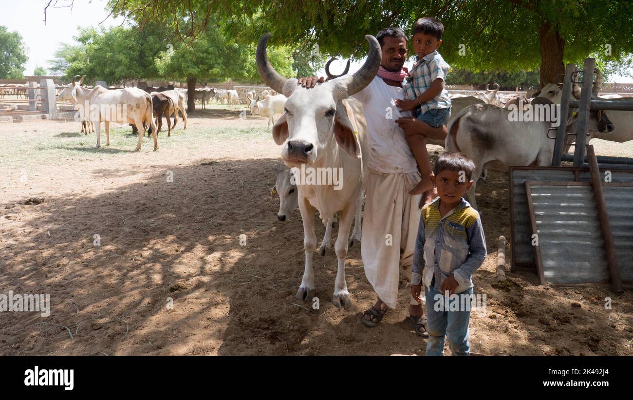 Bhinmal Rajasthan, India - 19 maggio 2017 : contadino del villaggio rurale indiano con la sua mucca e capretti nella sua fattoria Foto Stock