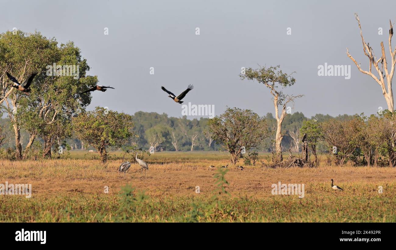 224 coppia di uccelli brolga con un gruppo di oche magpie-acqua gialla Billabong. Kakadu-Australia. Foto Stock