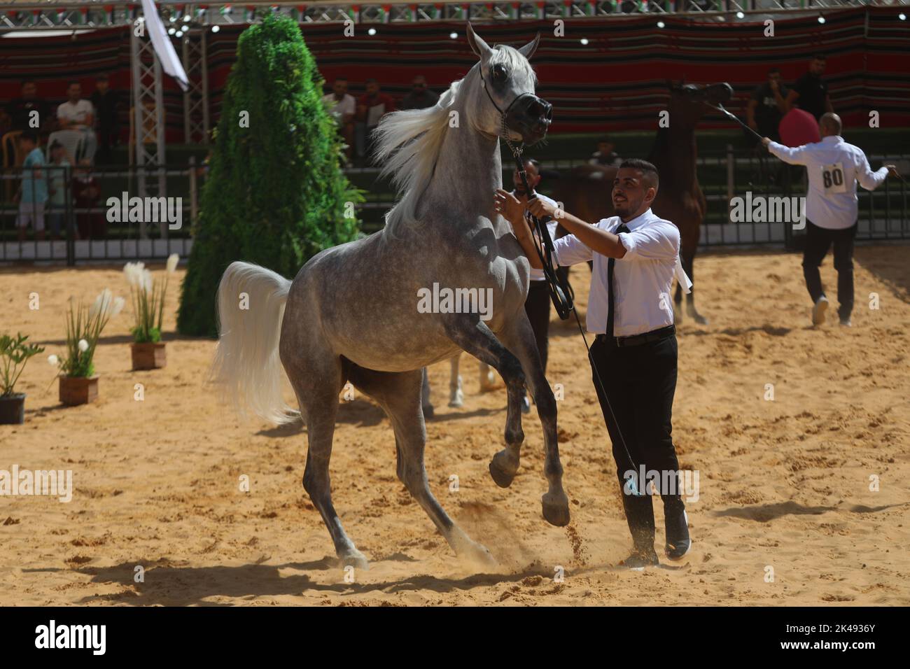 Hebron. 1st Ott 2022. Un allevatore conduce un cavallo arabo durante un concorso di bellezza per cavalli pureed arabi nella città di Hebron, in Cisgiordania, 1 ottobre 2022. Credit: Mamoun Wazwaz/Xinhua/Alamy Live News Foto Stock