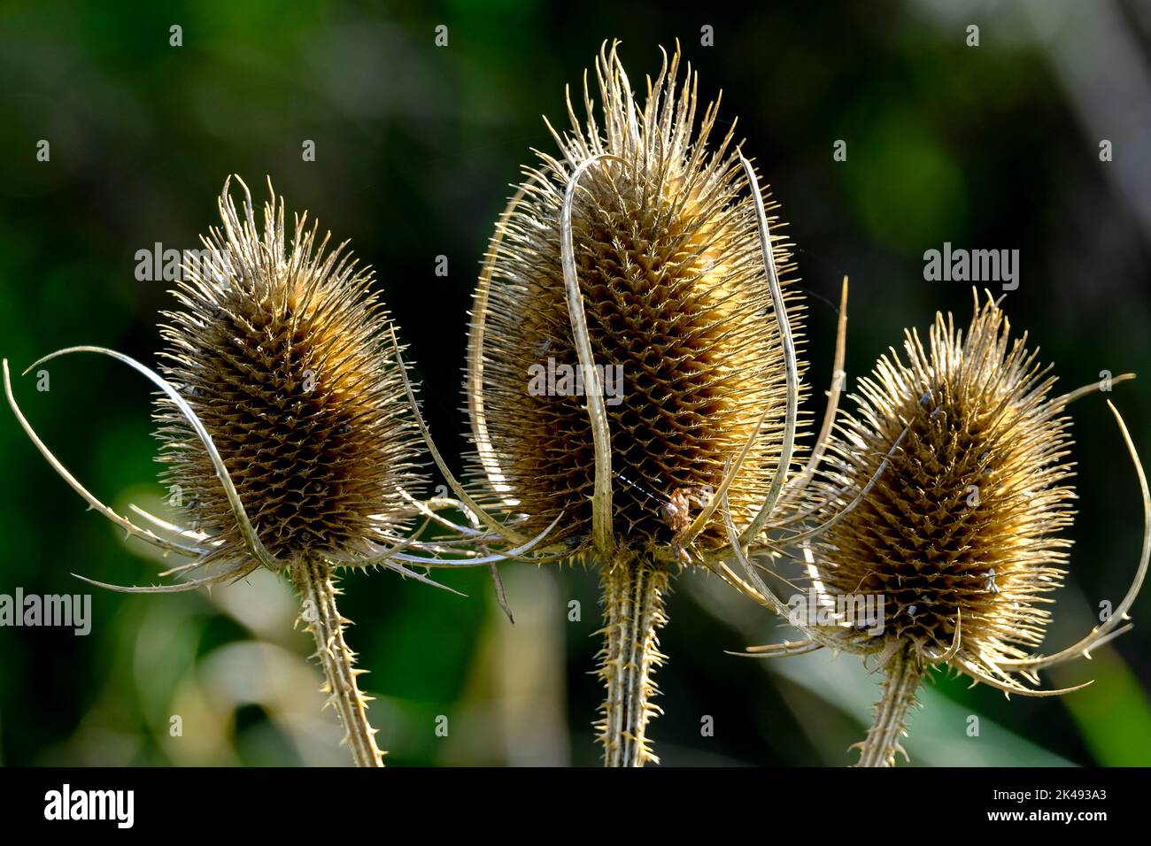 DEU, Deutschland, Nordrhein-Westfalen, Ruhrgebiet, Recklinghausen-Hochlarmark, 29.09.2022: trockene Fruchtstaende der reifen Weber-Karde, auch Rau-, W Foto Stock
