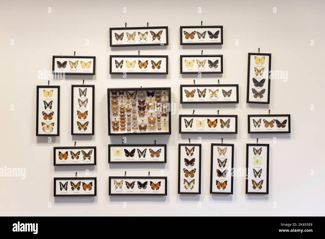 Farfalla incorniciata e collezione montata a parete Foto Stock
