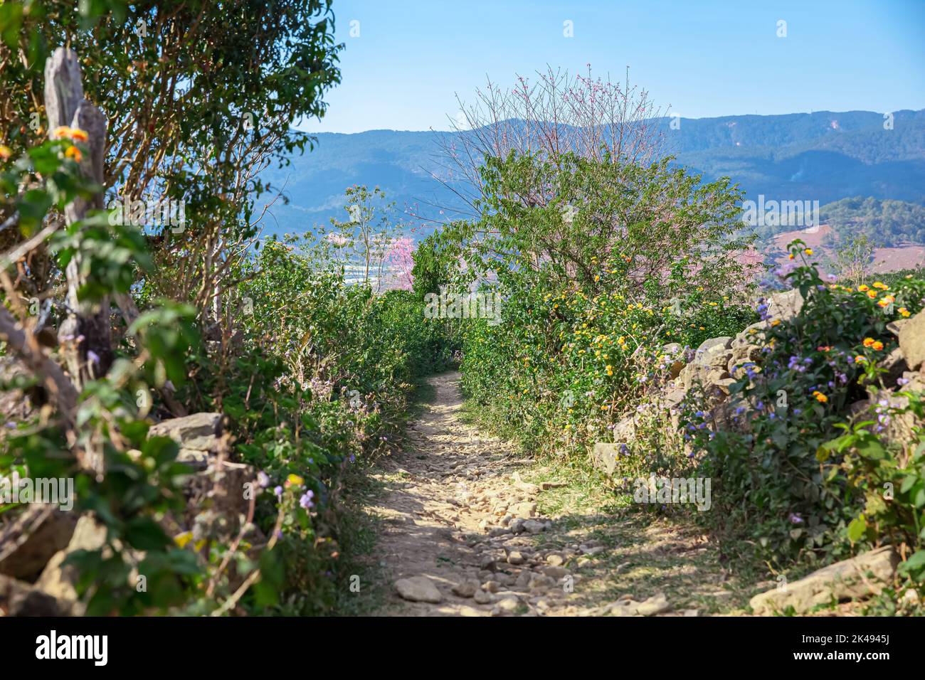 Giardino verde in Lac Duong da Lat Lam Dong Viet Nam Foto Stock