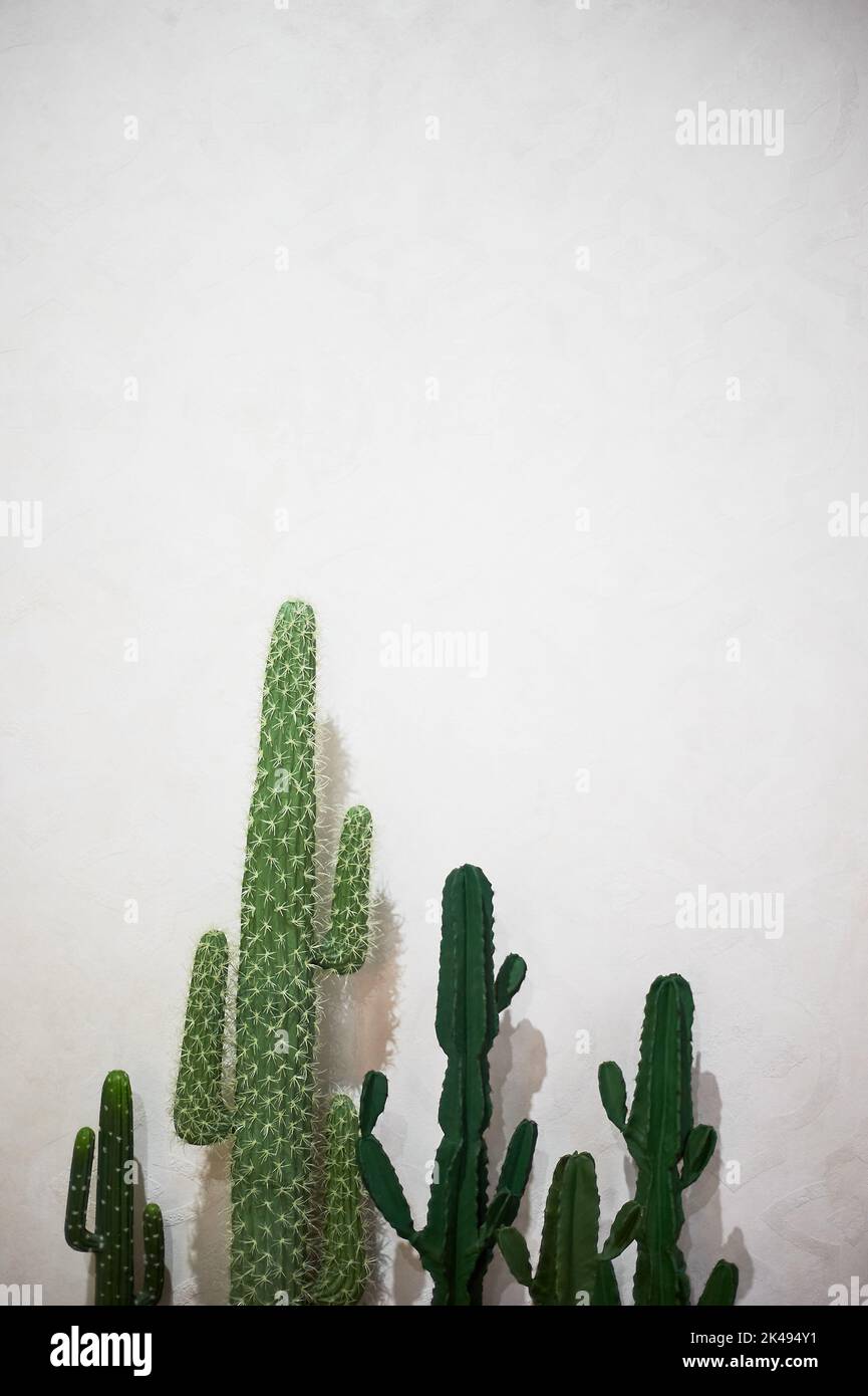 Cactus in pentole contro una parete bianca. Messico o Africa. Minimalismo. Foto Stock