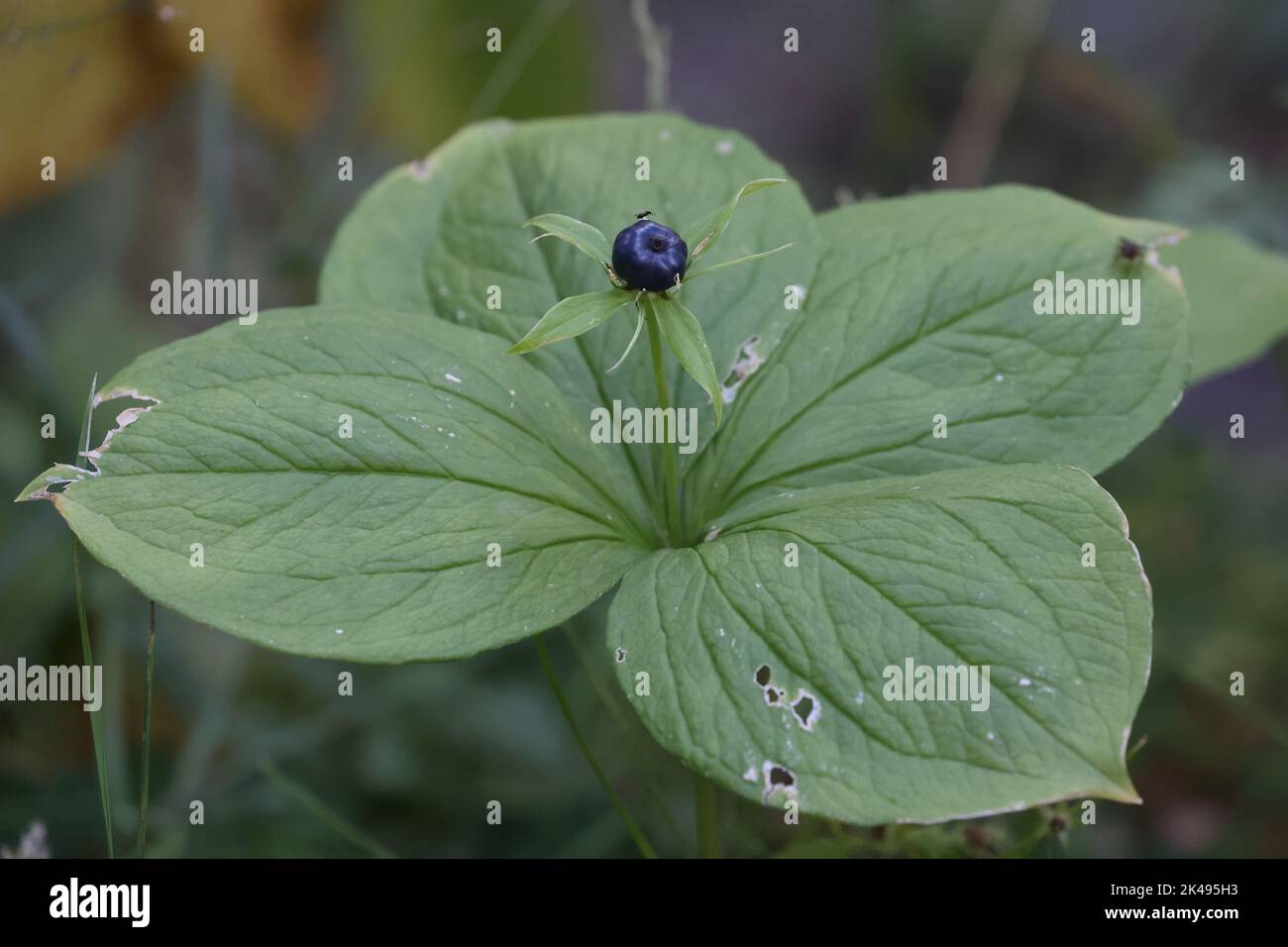 vero nodo amanti con bella bacche blu nel suo centro Foto Stock