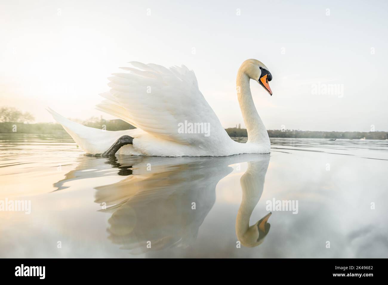 Bel cigno sereno riflesso in acqua perfettamente ferma al tramonto Foto Stock