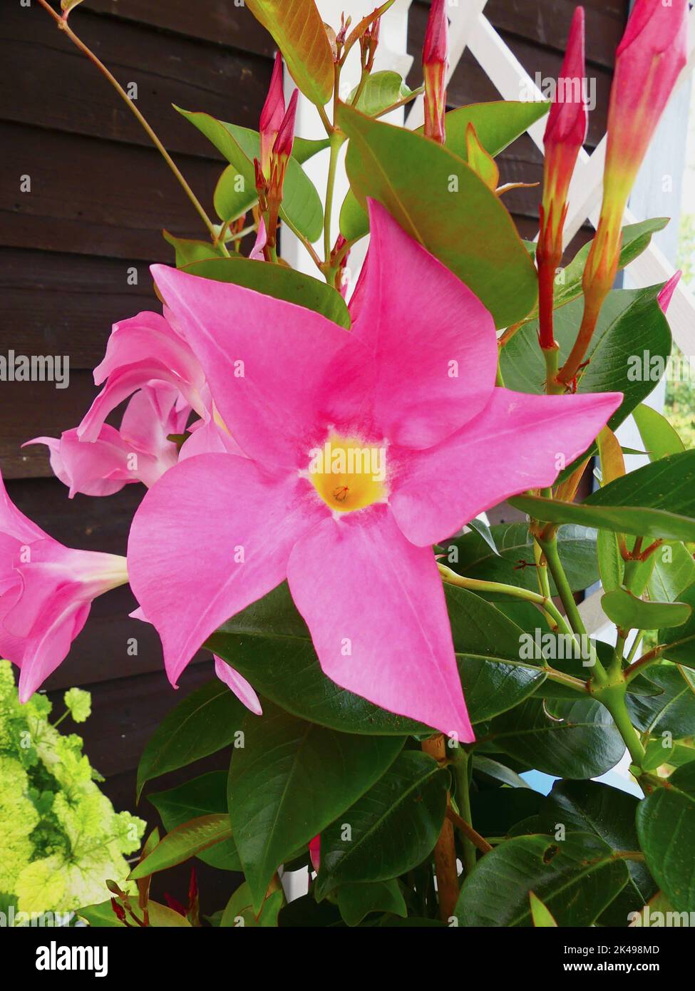 Rosa Dipladenia Mandevilla Foto Stock