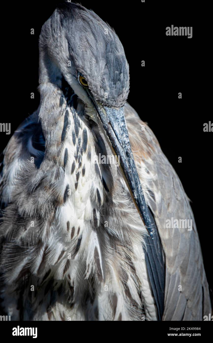 ritratto verticale di un airone grigio prima di uno sfondo nero Foto Stock