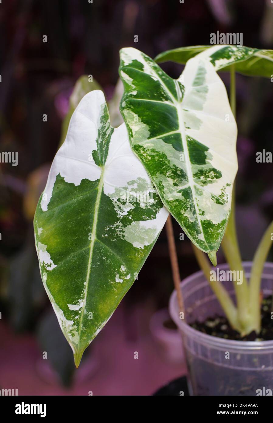 Splendida foglia di marmo bianco e verde di pianta variegata Alocasia Frydek Foto Stock